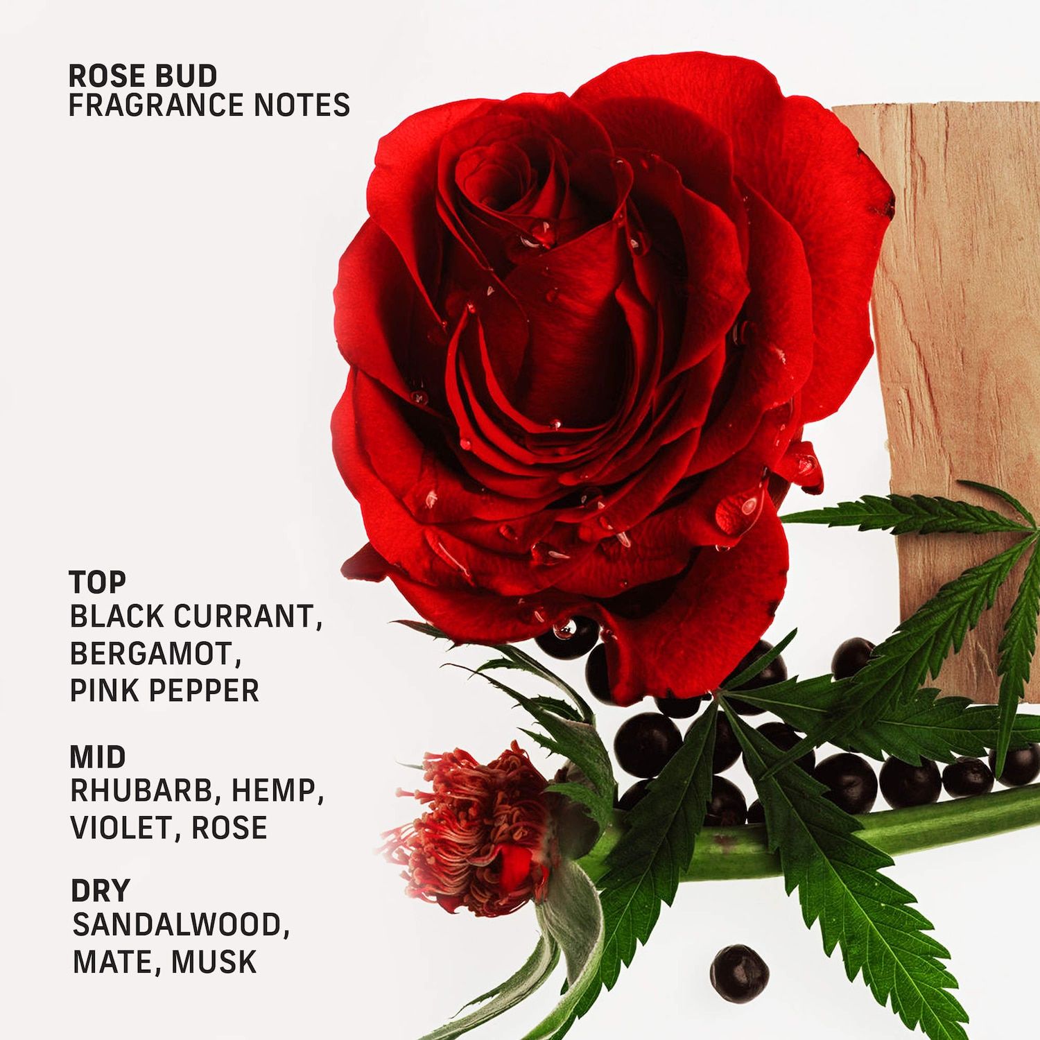 CYKLAR Rose Bud Urea Hand Cream with Ectoin and Squalane foto 10